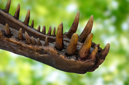Dinosaur teeth on green background