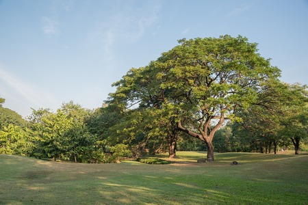 Big tree on green grass fieldの写真素材