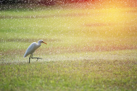 white egret in green grass fieldの写真素材