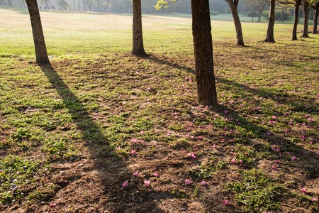 rows of tree in green park