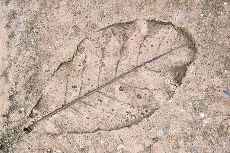 Imprint of leaf on cement floorの写真素材