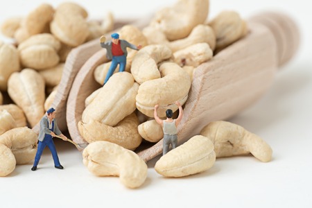 miniature people working on cashew nut in wooden scoop