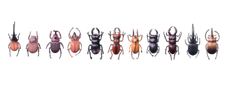 artificial bugs isolated on white background
