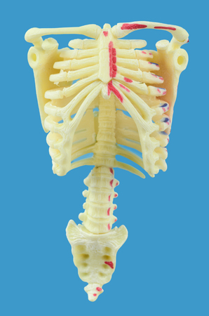 miniature human skeleton