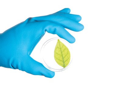 scientist hand in blue glove holding green leaf , biotechnology concept isolated on white backgroundの写真素材