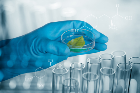 scientist hand in blue glove holding green leaf , biotechnology conceptの写真素材