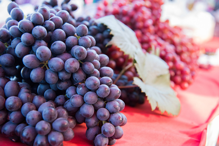 bunches of fresh black and red grapesの写真素材