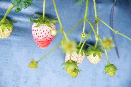 Strawberry plantation on a plateauの写真素材