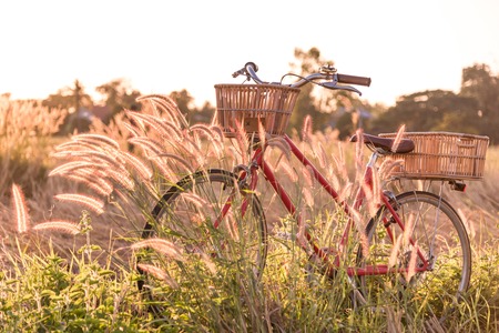 beautiful red vintage bicycle in grass field at sunsetの写真素材