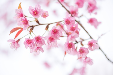 beautiful branch of pink flower wild himalayan cherry flower (Prunus cerasoides)の写真素材