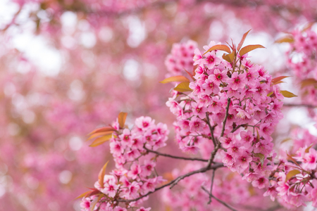 beautiful pink flower wild himalayan cherry flower (Prunus cerasoides) , Thai Cherry Blossomの写真素材