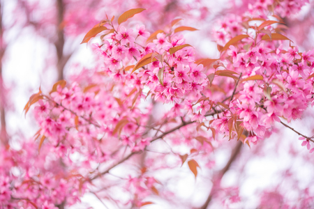 beautiful pink flower wild himalayan cherry flower (Prunus cerasoides) , Thai Cherry Blossomの写真素材