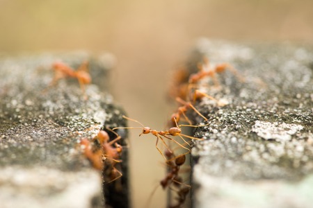 ant try to climb over the cut off wayの写真素材