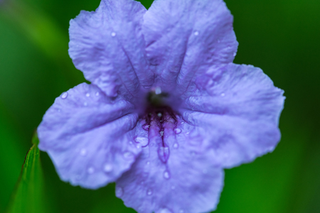 water drops on violet flower natural backgroundの写真素材