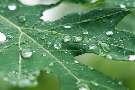 drops of water on leave after the rain