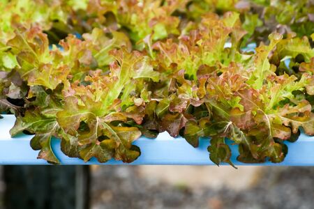 green hydroponic vegetable growing in blue pipe line water feeding system organic farmの写真素材