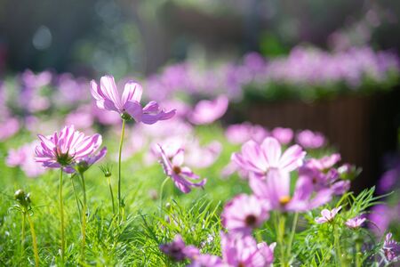 violet cosmos flower blooming in spring season , sweet toneの写真素材