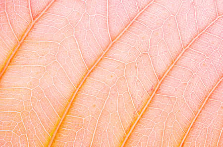 abstract texture of brown leaves for background