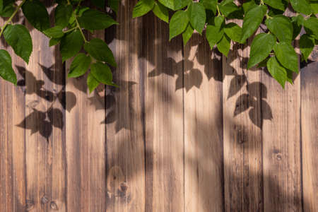 green leaves on vintage brown wood plank wall for background backdrop boardの写真素材
