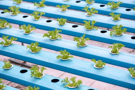 Hydroponic plant in rows of pipe. Hydroponic vegetable farmの写真素材