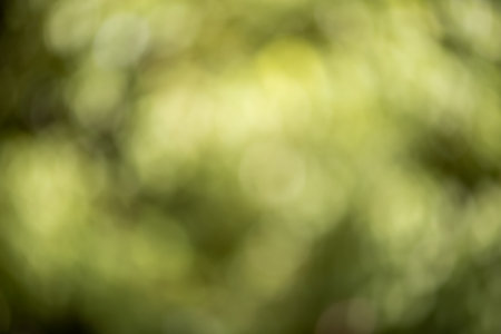 abstract blur of green leaves for background,natural green bokehの写真素材