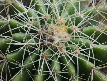 Cactusの写真素材