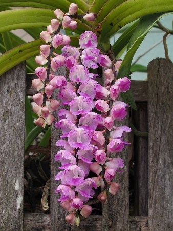 Red and white orchid flowerの写真素材