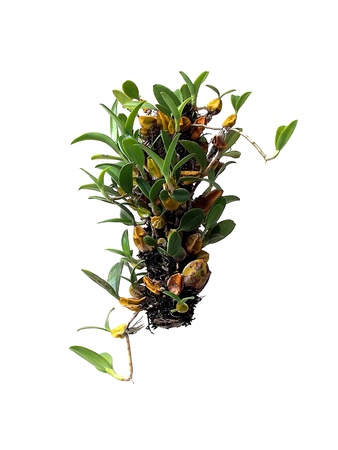 Orchid plantの写真素材