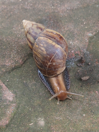 Snailの写真素材