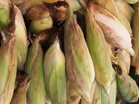 Cornsの写真素材