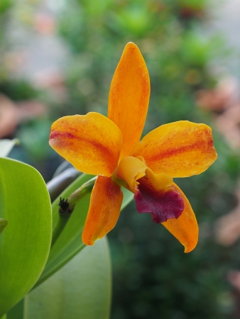 Orchid Flower in the parkの写真素材