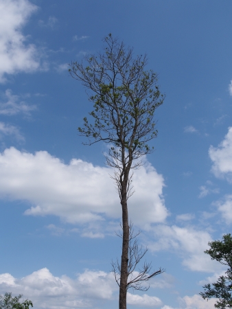 Perrennial Plant with blue sky backgroundの写真素材
