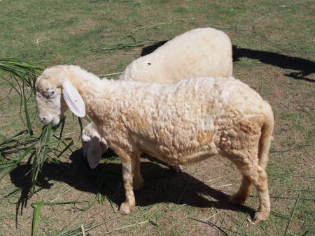 Sheeps eat grass in the farmの写真素材