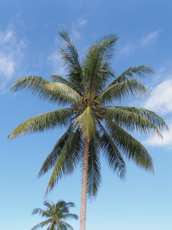 Coconut Palm with blue sky backgroundの写真素材