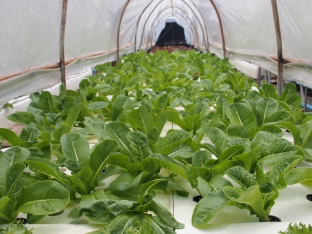 Hydroponics Vegetables , growing without soilの写真素材