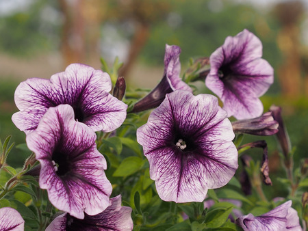 Flowersの写真素材