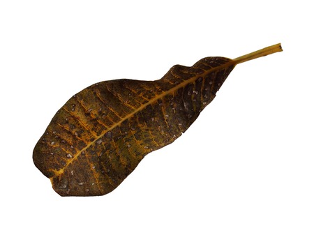 Dried fragipani leaf on white backgroundの写真素材