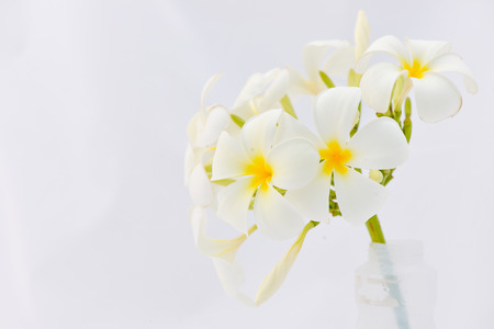 plumeria flower3の写真素材