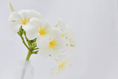 plumeria flower1の写真素材