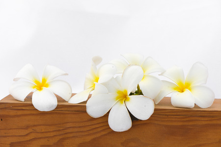 plumeria flower on wood boxの写真素材