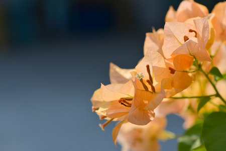 Flowering bougainvilleaの写真素材