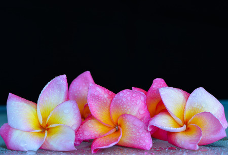 background Plumeria6の写真素材