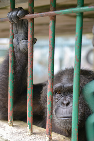 eye contact from gorilla の写真素材