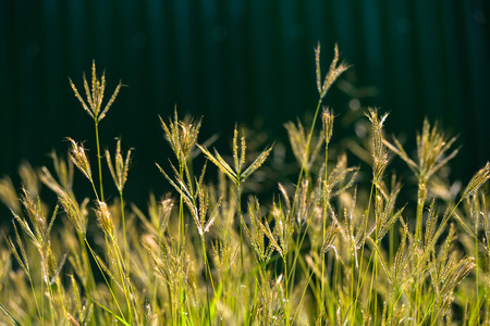 Depth of field the flower grass12