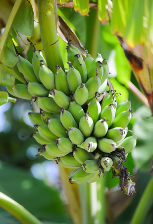 Cultivated bananaの写真素材