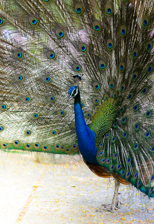 Colorful of peacockの写真素材
