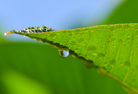 water drop from leaf