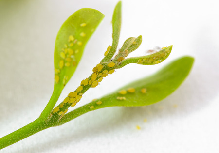 Aphids are perched on a leaf 