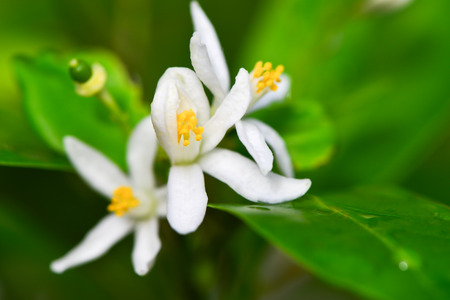flower of Kumquatの写真素材