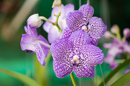 violet orchid flower 